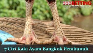 7-Ciri-Kaki-Ayam-Bangkok-Pembunuh