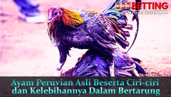 Ayam-Peruvian-Asli-Beserta-Ciri-ciri-dan-Kelebihannya-Dalam-Bertarung